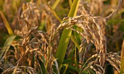 RISÒ – Incontro di Confagricoltura Vercelli-Biella