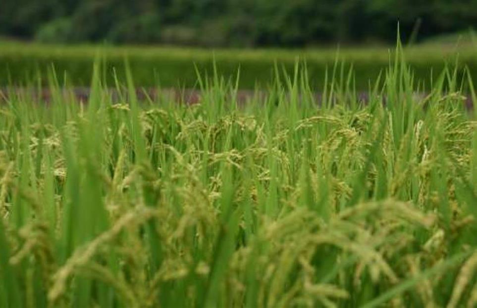 VERCELLI – RISÒ – Festival Internazionale del Riso 2026